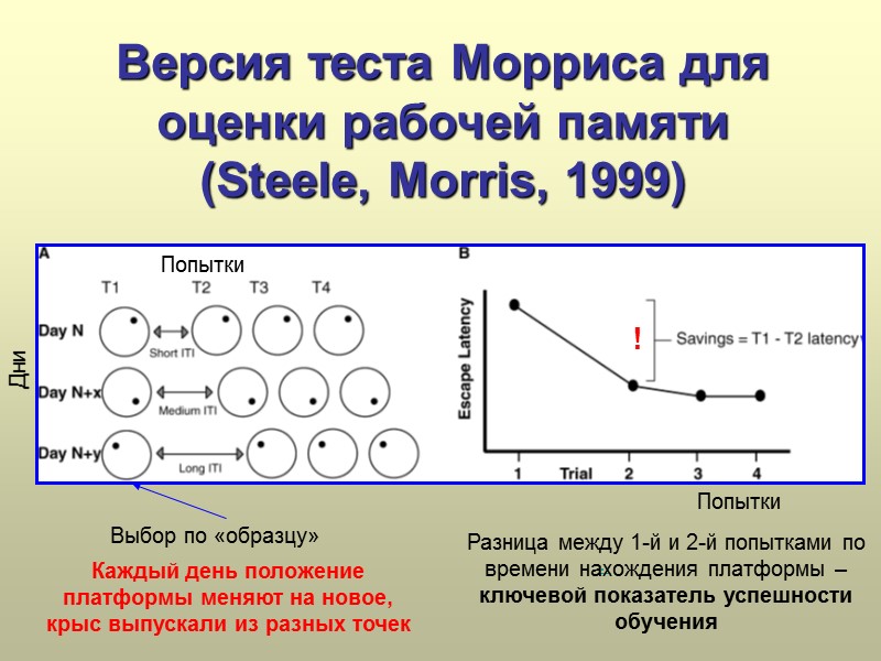 Версия теста Морриса для оценки рабочей памяти  (Steele, Morris, 1999) .  Дни